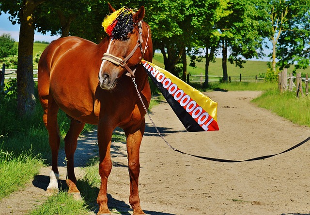 梦想追求的 梦想追求的