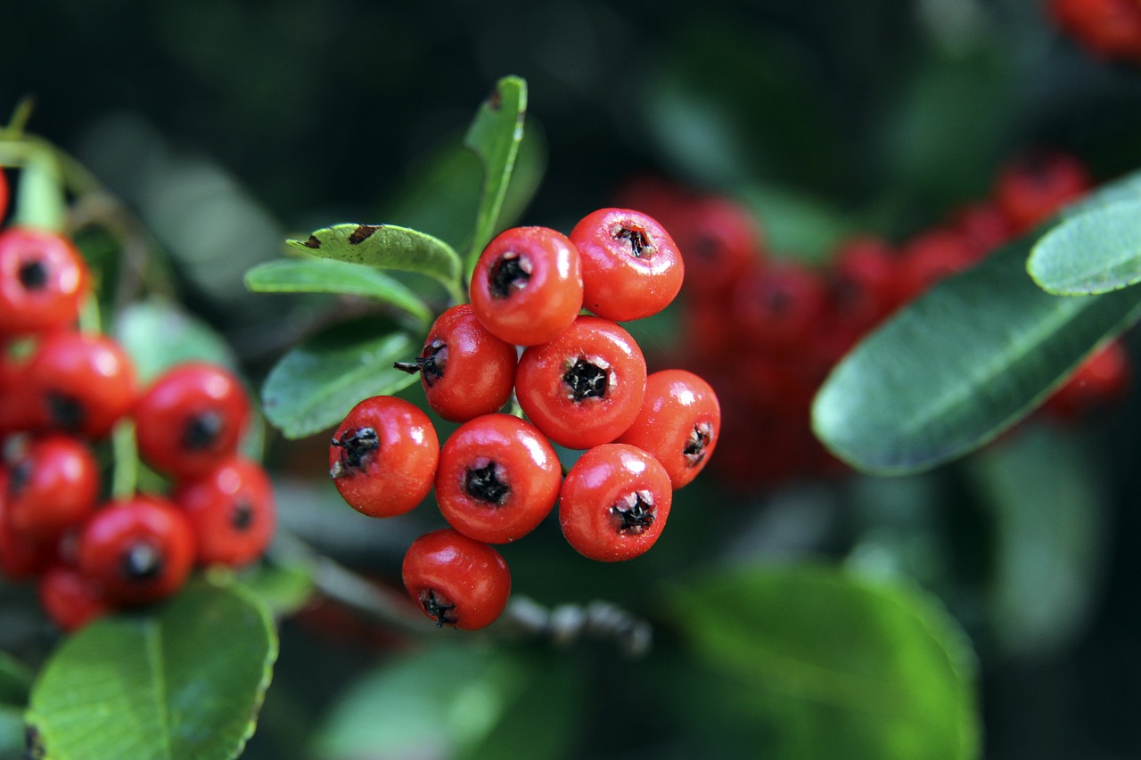 圣克拉拉 圣克拉拉